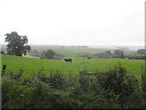 H5675 : Cow near Loughmacrory by Kenneth  Allen