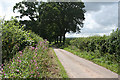 Cullompton: lane to Five Cross Way