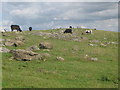 Rocky pastures north of Westley Bank