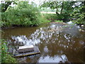 Mink trap on River Manifold