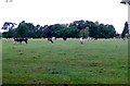 Pasture Field near The Spring, Kenilworth