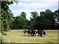 Cows grazing on Parliament Piece, Kenilworth