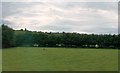 Pastureland and tall hedges on the Rathfriland Road