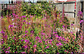 Wildflowers (or weeds), Belfast