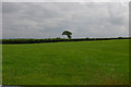 Field near Pen yr Orfa