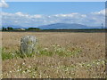 Standing Stone