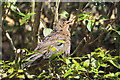 Young Blackbird Gaping