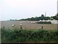 Blackface Mourne sheep off the Castlewellan Road