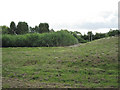 Reedbed, Snitterfield sewage works