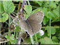 Ringlet Butterfly