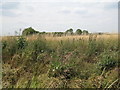 Across the dike to Glebe Farm