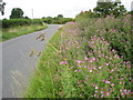 Roadside wildflowers, Littleton