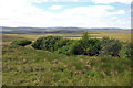 Trees and moorland near Langwell