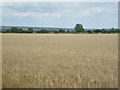 Farmland, West Heslerton Carr