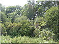 Woodland near Carr House Farm