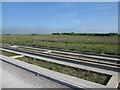 New woodland by the Guided Busway