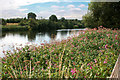 A dense patch of Himalayan Balsam by the Trent