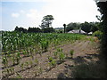 Corn Field off Church Lane