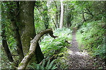 SS8248 : Path through Culbone Wood by Graham Horn