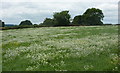 Field above Hilltop Road