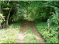 Into Dulverton Wood