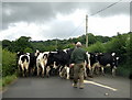 Cows on walkabout