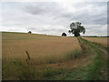 Wheat field and farm track near Winterton