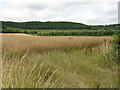 View toward Westhope Nurseries