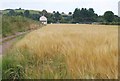 Barley near Up Exe