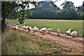 Flock of Geese, near Westoning