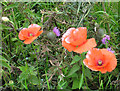 Poppies and thistles