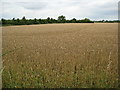 Wheat field at Broad Marston