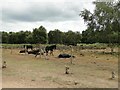 Ponies Lazing in the Sun