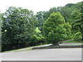 Trees by the carpark at Prinknash