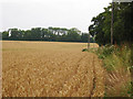 Wheat Fields alongside Waldershare Lane