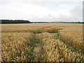 Wheat Field off East Langdon Road