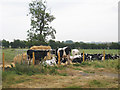 Cows at Gustoncourt Farm