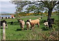 Cattle near the junction with Ballybannon Road