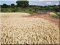 Wheat field, Hollis Lane