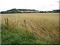 Meon Hill and arable land