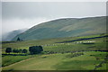 Sheep on Loups Fell, Tebay