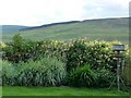 Honeysuckle wall