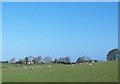 Sheep pastures opposite the mouth of Goward Road