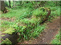 Temperate rainforest on the North-west edge of Europe