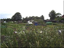 SK3773 : Allotments by Stand Road by Martin Speck