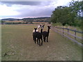 Alpacas