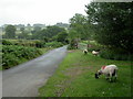 Sampford Spiney, the grass is greener...