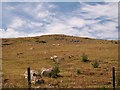 SH3033 : Sheep on Carneddol hill by Eric Jones