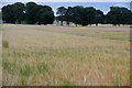 Arable fields and trees at Cronan, near Coupar Angus