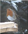 Robin in the snow